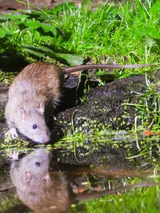 Menno 02 Bruine Rat (twee maal)